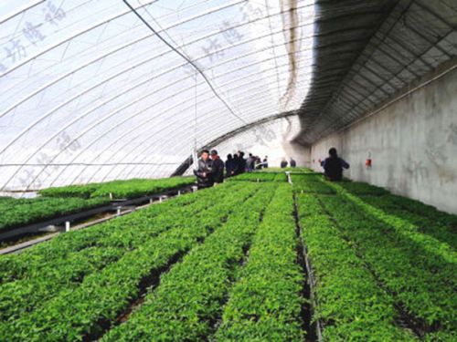 5萬噸秸稈（蘑菇渣）基質（育苗土）